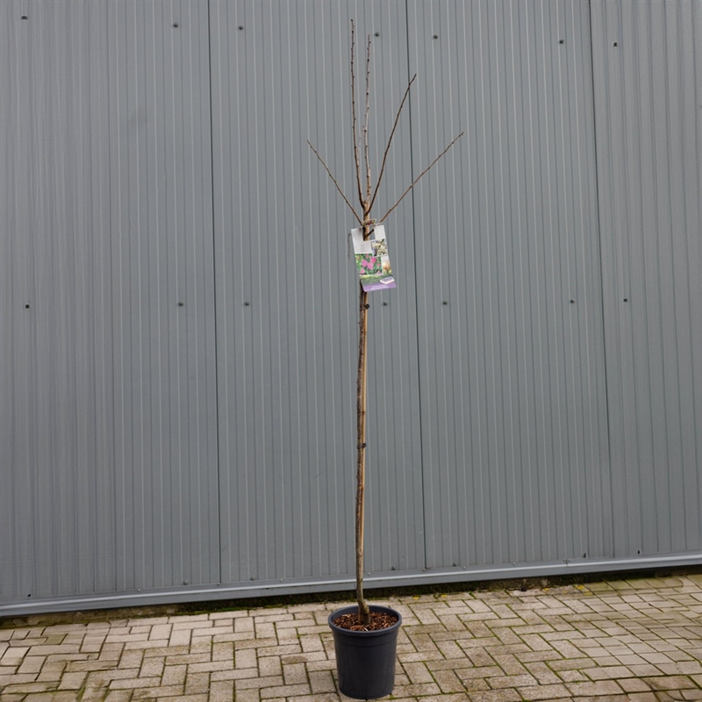 Plommon – Prunus domestica 'Reine Claude d'Althan' - C12 250-275 CM Hoogstam